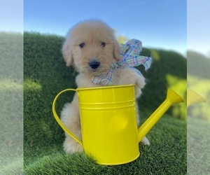 Goldendoodle Puppy for sale in PORTERVILLE, CA, USA