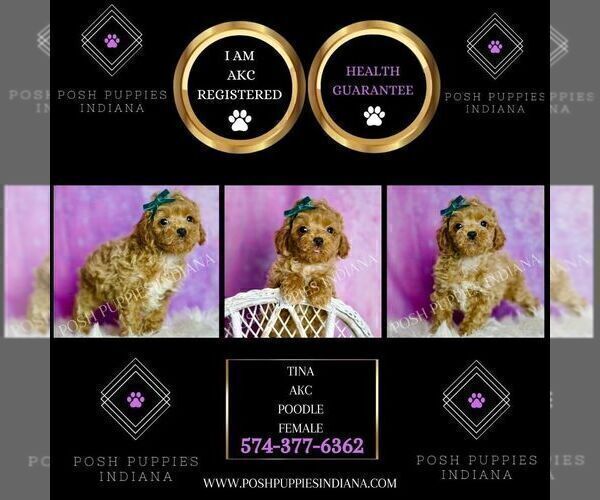 Medium Photo #2 Poodle (Miniature) Puppy For Sale in WARSAW, IN, USA