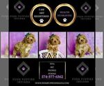 Small Photo #96 Poodle (Miniature) Puppy For Sale in WARSAW, IN, USA