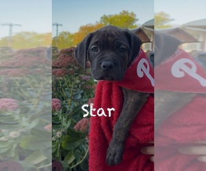 America Bandogge Mastiff-Cane Corso Mix Puppy for Sale in FOLSOM, Pennsylvania USA
