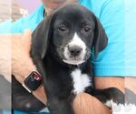 Small #5 Labrador Retriever Mix