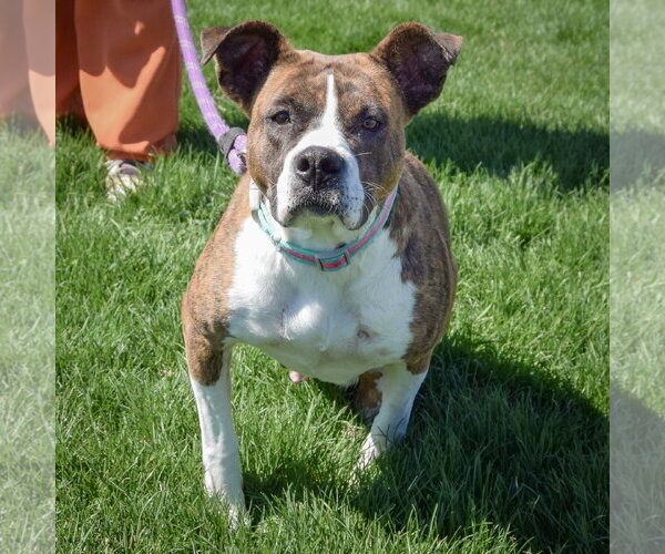 Medium Photo #6 Bulloxer Puppy For Sale in Huntley, IL, USA