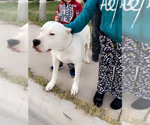 Father of the Dogo Argentino puppies born on 05/03/2022