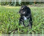 Image preview for Ad Listing. Nickname: Romeo