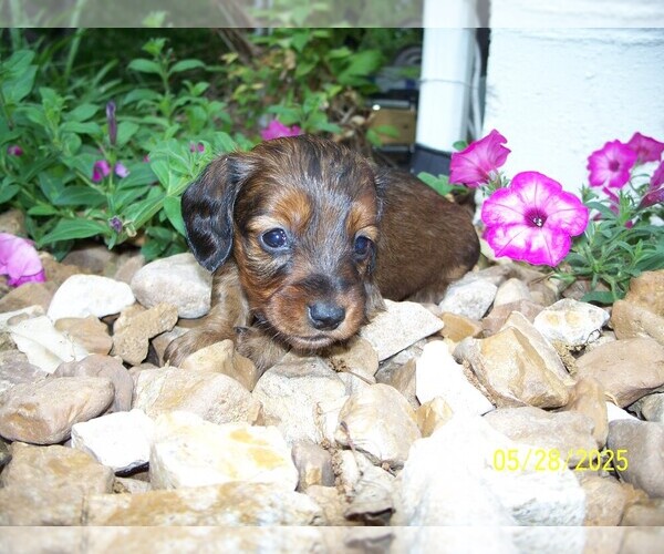 Medium Photo #8 Dachshund Puppy For Sale in MULBERRY GROVE, IL, USA