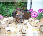 Small #7 Dachshund