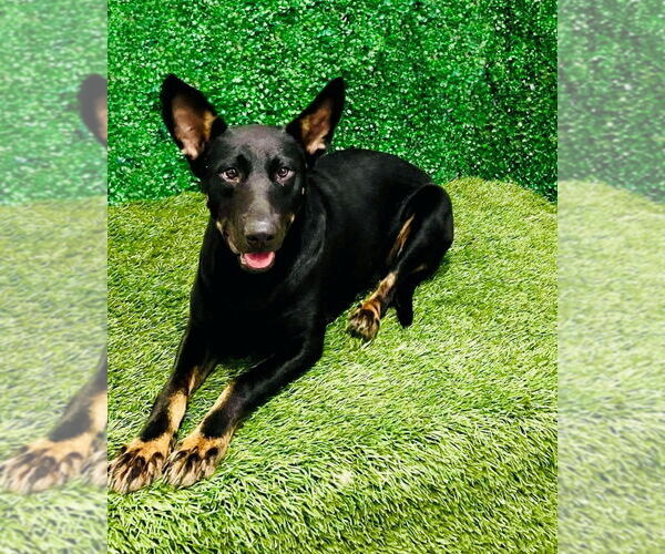 Medium Photo #1 German Shepherd Dog-Unknown Mix Puppy For Sale in Lake Forest, CA, USA