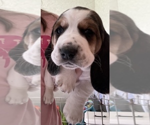 Basset Hound Puppy for sale in MONCKS CORNER, SC, USA