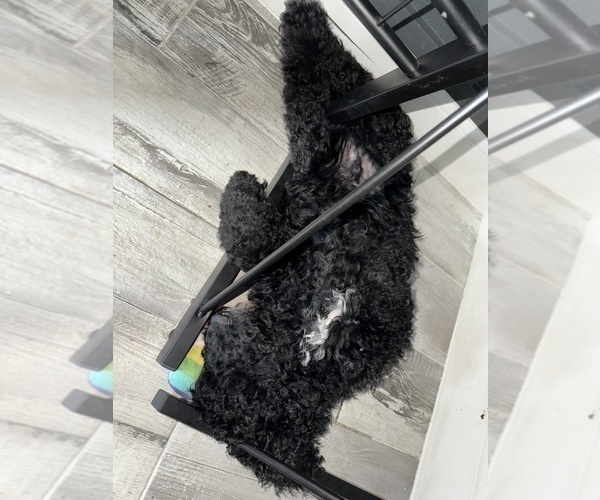 Medium Photo #5 Goldendoodle Puppy For Sale in GIBSONTON, FL, USA