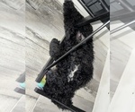 Small #3 Goldendoodle