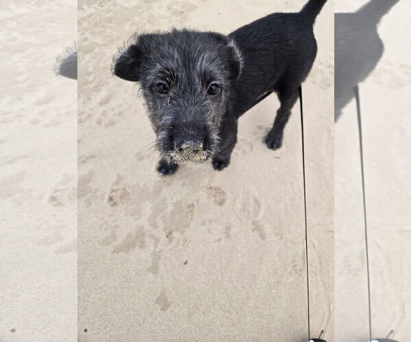 Medium Photo #6 Black Mouth Cur-Poodle (Standard) Mix Puppy For Sale in Grafton, WI, USA
