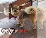Small #2 Pomeranian