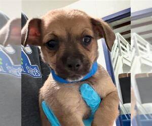 Chihuahua Dogs for adoption in Bakersfield, CA, USA