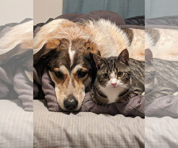 Medium Photo #1 Pyrenees Border Collie Puppy For Sale in Minneapolis, MN, USA