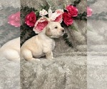 Small Photo #11 Golden Retriever Puppy For Sale in BRANDON, FL, USA