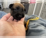 Small Photo #213 Belgian Malinois Puppy For Sale in REESEVILLE, WI, USA