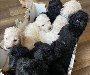 Poodle (Standard) Puppy for Sale in RALEIGH, North Carolina USA