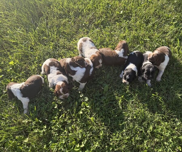 Medium Photo #1 English Springer Spaniel Puppy For Sale in SPOTSYLVANIA, VA, USA