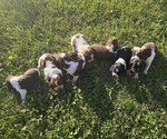 Litter of 9 - Male(s) and Female(s) English Springer SpanielLitter of Puppies for Sale - Small photo