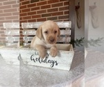 Puppy Puppy 10 yello Labrador Retriever