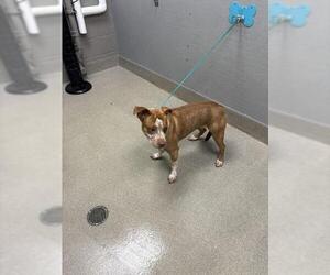 Mutt Dogs for adoption in Las Vegas, NV, USA
