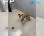 Small Mutt
