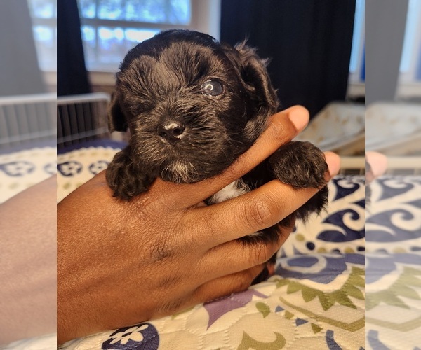 Medium Photo #1 Shih-Poo Puppy For Sale in FORT WASHINGTON, MD, USA