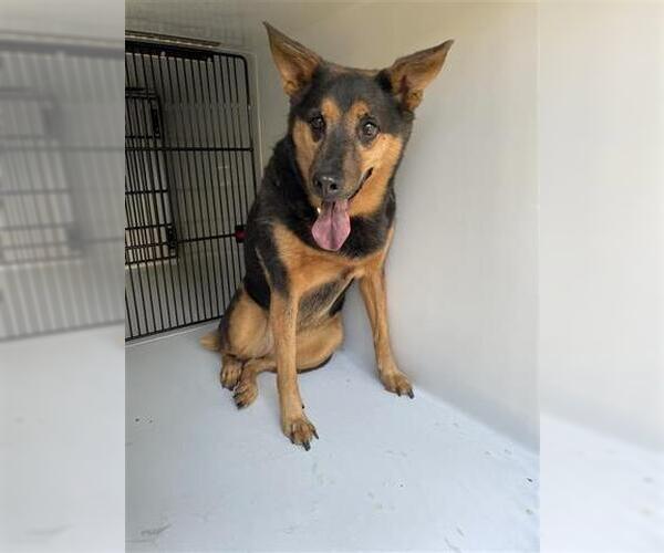 Medium Photo #1 German Shepherd Dog-Unknown Mix Puppy For Sale in Houston, TX, USA