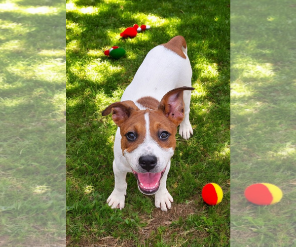 Medium Photo #13 Basenji-Rat Terrier Mix Puppy For Sale in McKinney, TX, USA