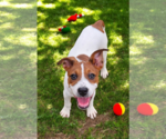 Small #12 Basenji-Rat Terrier Mix