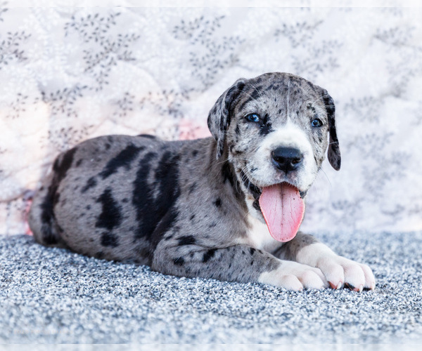 Medium Photo #26 Great Dane Puppy For Sale in WAKARUSA, IN, USA