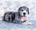 Small #7 Great Dane