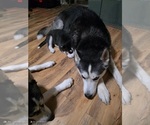 Small Photo #44 Siberian Husky Puppy For Sale in ALTON, IL, USA
