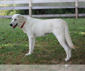 Looney Tunes : Penelope - Female Great Pyrenees-Unknown Mix Dog for Adoption - Photo #4