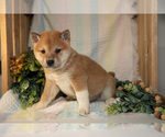 Small #2 Shiba Inu