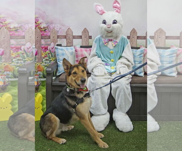 Medium Photo #10 German Shepherd Dog-Unknown Mix Puppy For Sale in Oakhurst, NJ, USA
