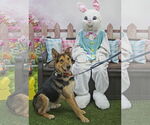 Small #9 German Shepherd Dog Mix