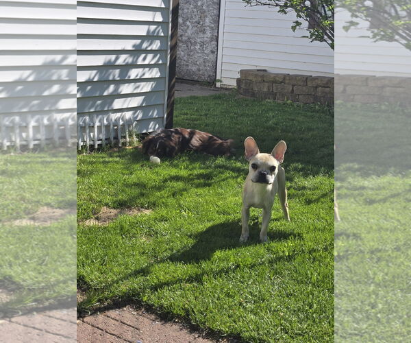 Medium Photo #5 French Bulldog Puppy For Sale in St. Louis Park, MN, USA