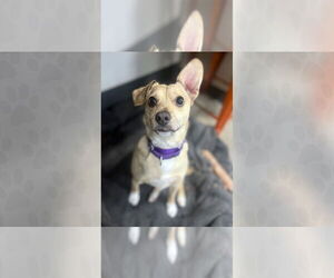 Mutt Dogs for adoption in Weaverville, NC, USA