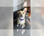 Small Mutt