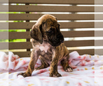 Small Photo #4 Great Dane Puppy For Sale in WAKARUSA, IN, USA