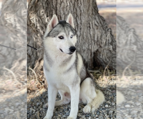 Medium Photo #8 Siberian Husky Puppy For Sale in MADERA, CA, USA