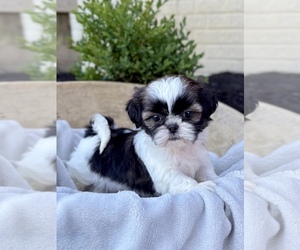 Shih Tzu Puppy for sale in LANCASTER, PA, USA