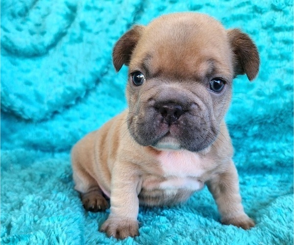 Medium Photo #10 French Bulldog Puppy For Sale in LAS VEGAS, NV, USA