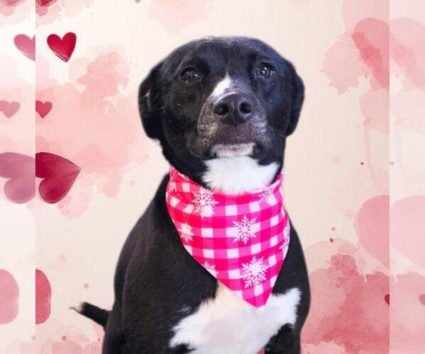 Medium Photo #2 Labrador Retriever-Unknown Mix Puppy For Sale in Tulsa, OK, USA