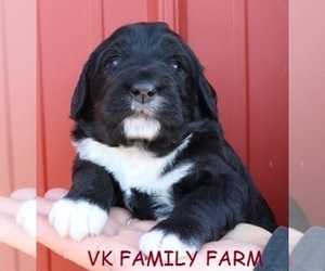 Bernese Mountain Dog Puppy for sale in MARTINSVILLE, IN, USA