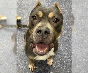 Mutt Dogs for adoption in Anchorage, AK, USA