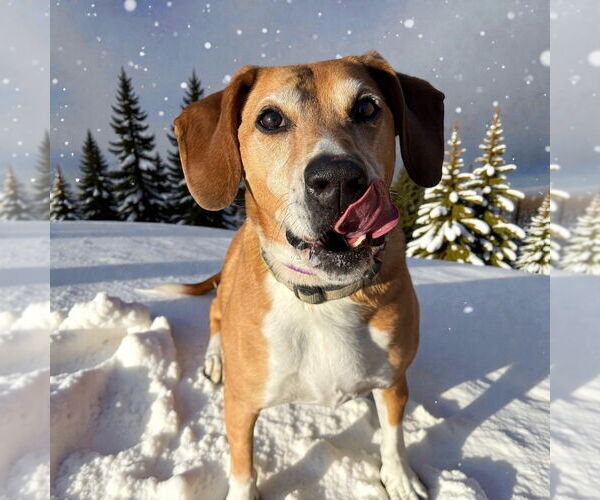 Medium Photo #3 Mutt Puppy For Sale in Glen Allen, VA, USA