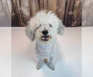 Neo - Male Poochon Dog for Adoption - Photo #6