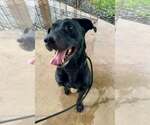Small #2 American Staffordshire Terrier-Labrador Retriever Mix